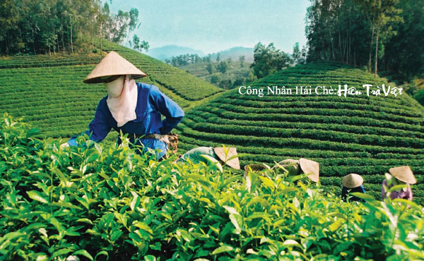 QUY TRÌNH SẢN XUẤT CHÈ THÁI NGUYÊN