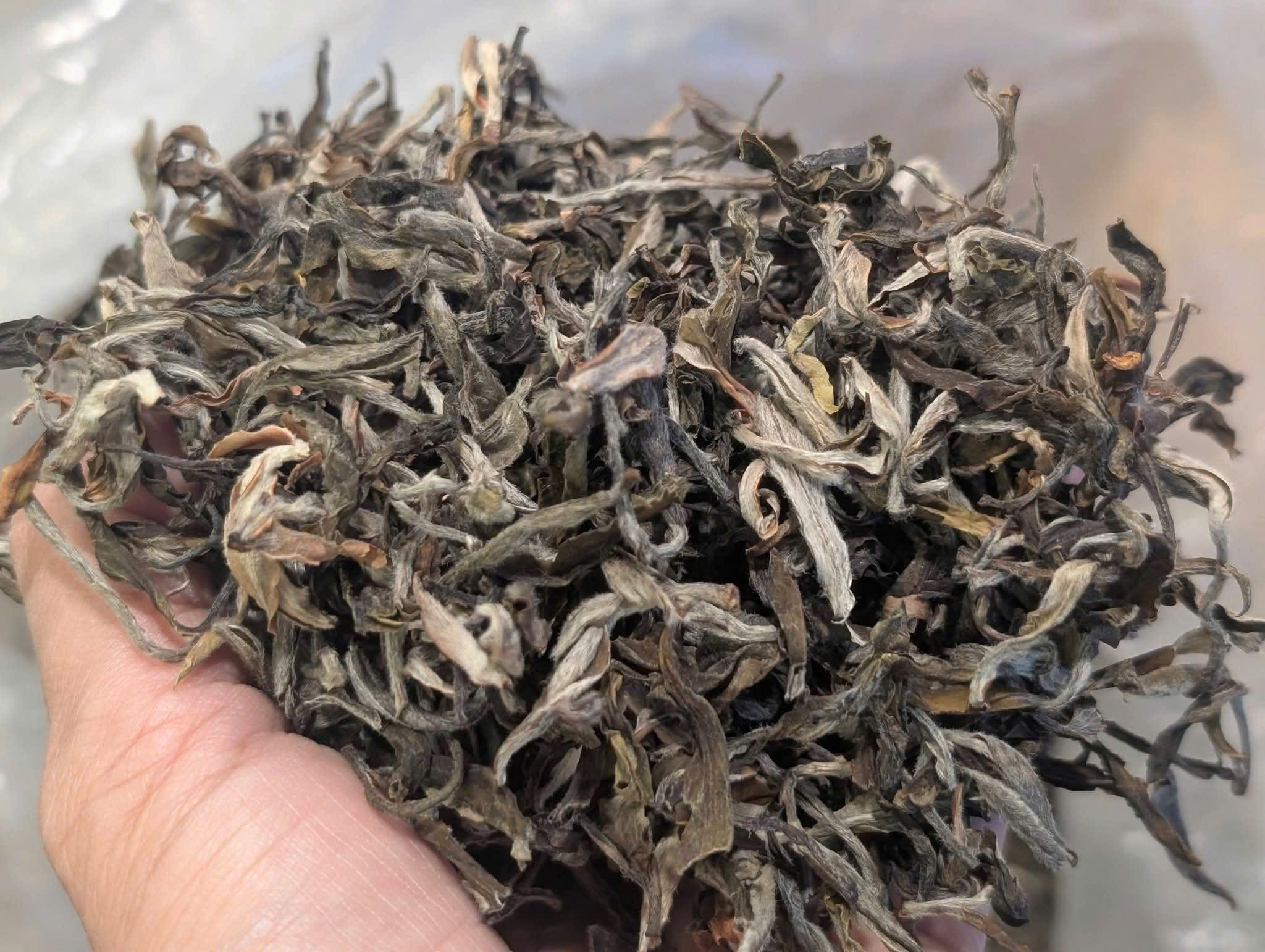 PHỔ NHĨ SỐNG SHAN ( ĐƠN CÂY )