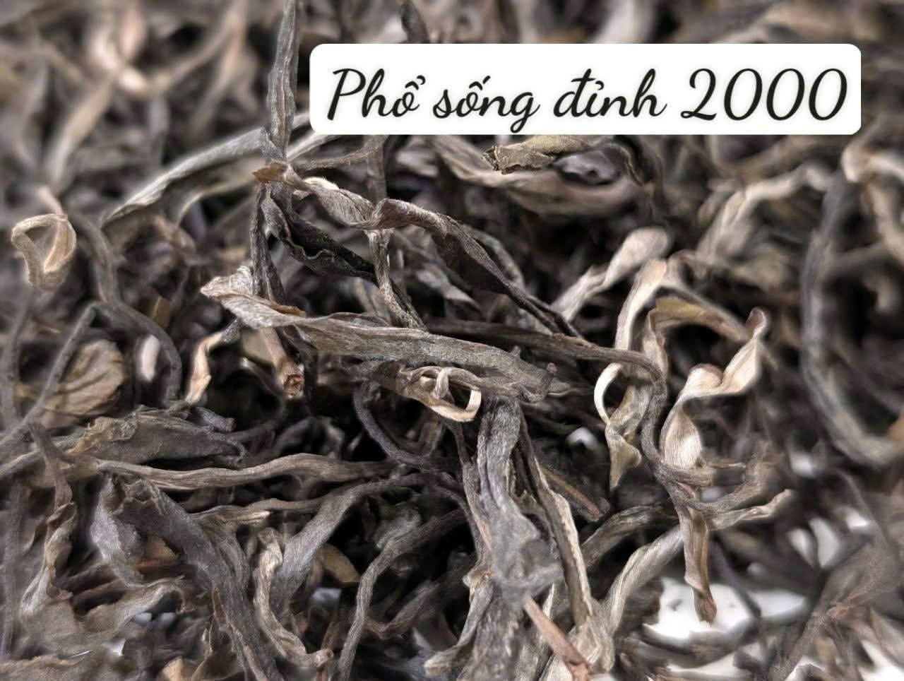PHỔ NHĨ SỐNG TIÊN 2024